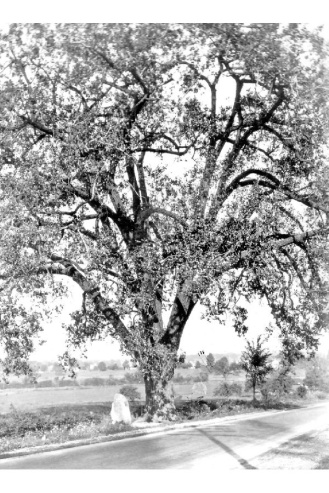 cottonwood 1936